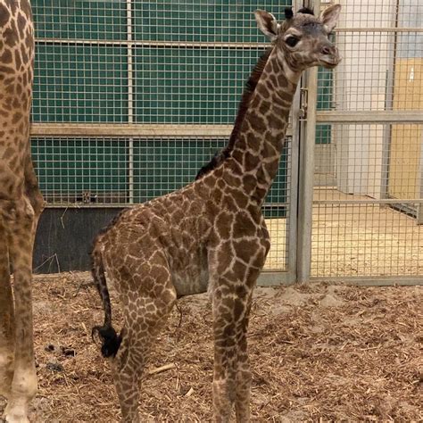 Adorable baby giraffe at Columbus Zoo gets special name