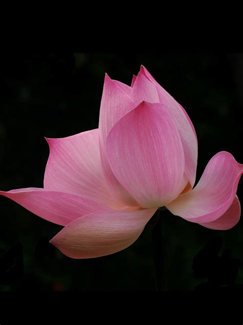 Pink Lotus Wallpaper - iPhone, Android & Desktop Backgrounds