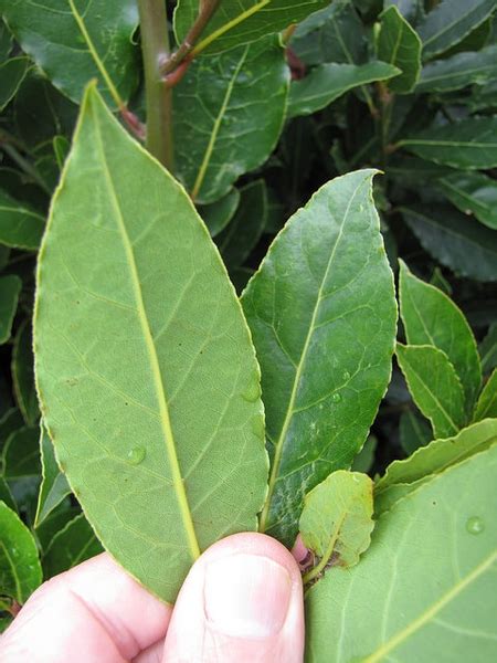 Laurus nobilis (Bay Laurel, Bay Leaf Tree, Bay Tree, Grecian Laurel ...