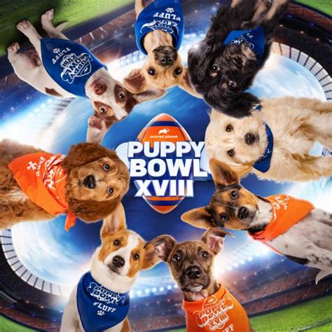 Puppy Bowl XVIII is Almost Here! | Watch Highlights From Puppy Bowl | Discovery