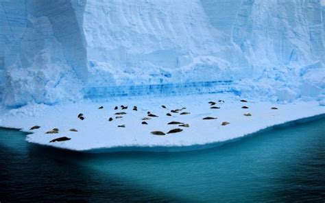 ice, Nature, Seals, Animals, Icebergs, Sea Wallpapers HD / Desktop and ...