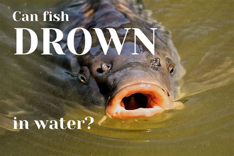 Your Fish Can Drown In Water. Here is Why.