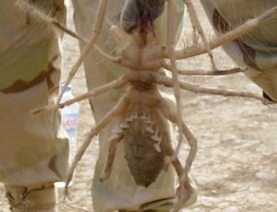 Camel-Spider | My Military Journey | Pinterest | Soldiers, Spider and Afghanistan