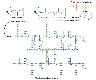 The Polyacrylamide Matrix - National Diagnostics