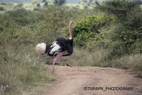 MT KENYA NATIONAL PARK - Explore Safaris by Tufayn