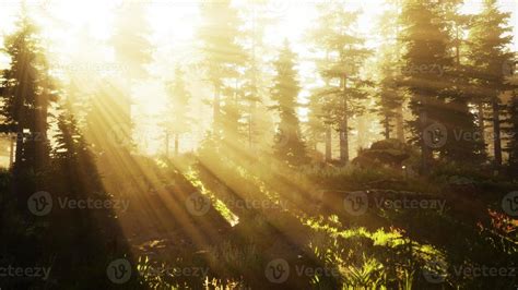 sunrise in a misty coniferous forest 6679168 Stock Photo at Vecteezy