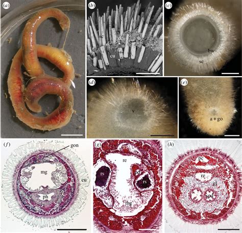 Figure 2 from Phylogenomics of Aplacophora (Mollusca, Aculifera) and a solenogaster without a ...