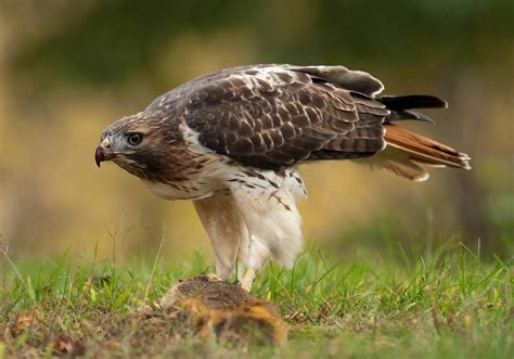 34 Amazing Birds to Watch Around the World - Facts.net