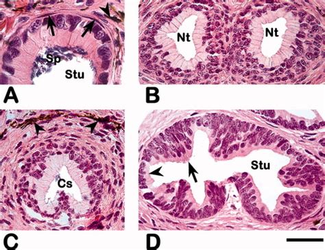 Cloacal Morphology in Bolitoglossa nicefori (Caudata: Plethodontidae): Variation During the ...