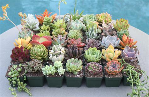 8 Colorful Succulents Succulent Succulents Succulent | Etsy