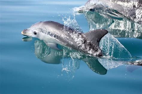 The Shark Bay Dolphin Project