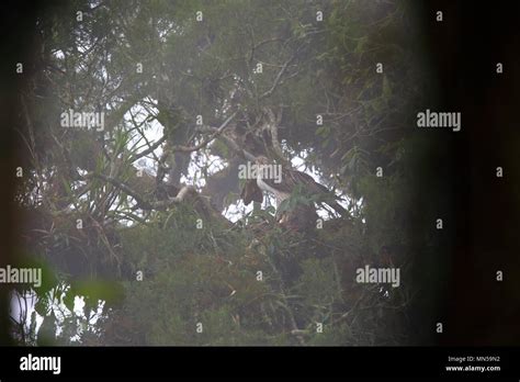 Great Philippine eagle (Pithecophaga jefferyi) nesting in Mindanao, Philippines Stock Photo - Alamy