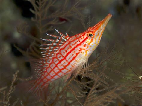 Longnose Hawkfish (Oxycirrhites typus): Ultimate Care Guide - Fish Laboratory