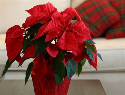 WHY YOUR POINSETTIA LEAVES ARE CURLING | Flipboard