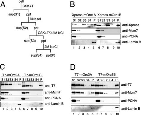 Biochemical analysis of mOrc1A/mOrc1B, mOrc2A/ mOrc2B, and ...