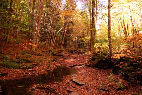 Leaves Creek Hiking Trail | Forest Foliage Autumn Fall Nature Pictures