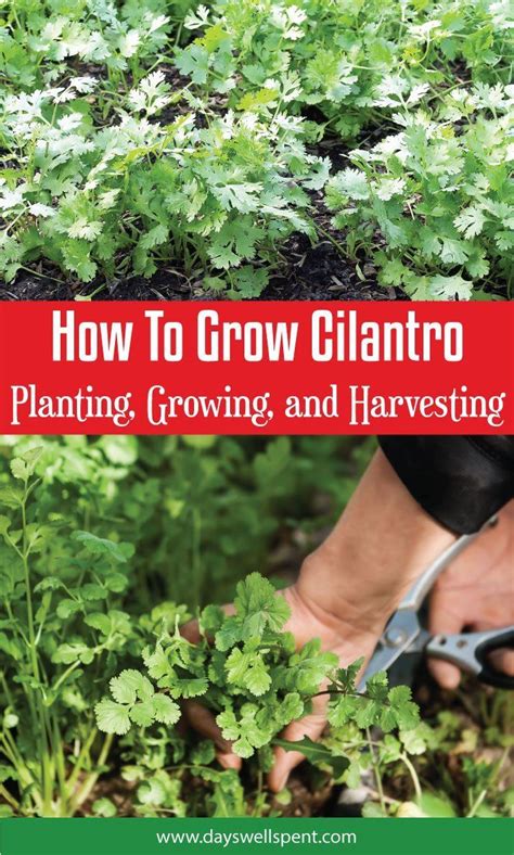 How To Grow Cilantro: Planting, Growing, Harvesting, and Storing | Organic gardening tips ...