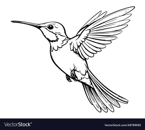 Little hummingbird bird sketch hand drawn Vector Image