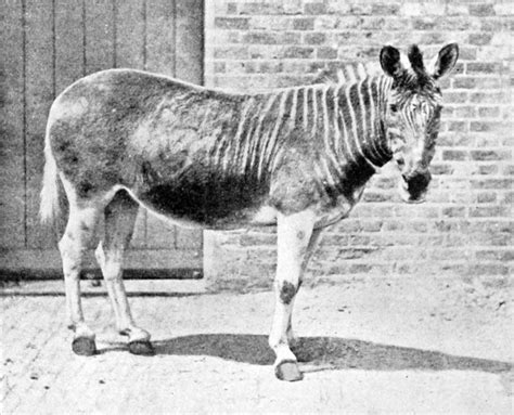 The Last Photographs of a Quagga Mare (an Extinct Subspecies of Zebra Native) at the London Zoo ...