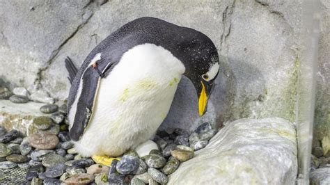 Gentoo Penguin · Tennessee Aquarium