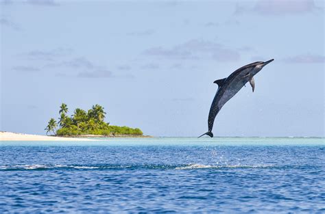 The Chagos Archipelago: lost in the wilds of the Indian Ocean - Indian ...