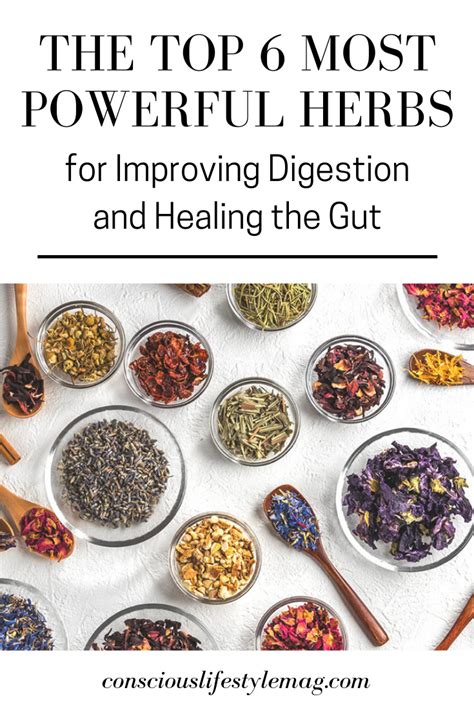 The 6 Most Powerful Herbs on the Planet for Improving Digestion & Healing the Gut | Digestion ...