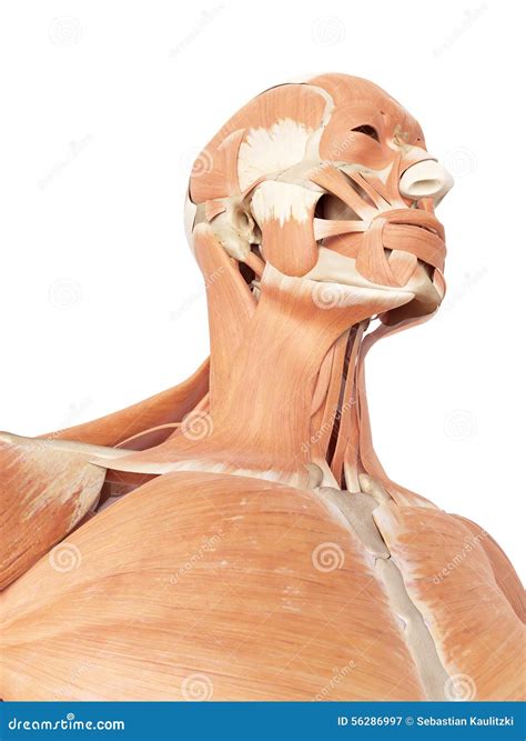 The Neck and Throat Muscles Stock Illustration - Illustration of biology, musculature: 56286997