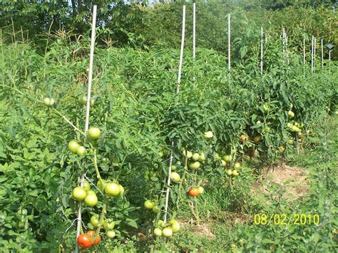 How trimming your tomato plant can make larger tomatoes and nicer fruit ...