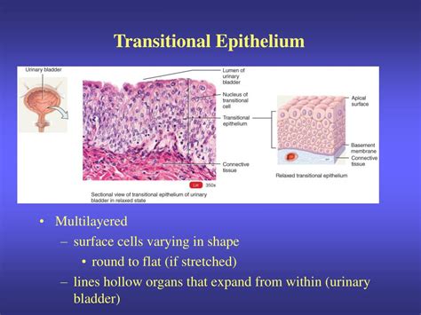 PPT - Epithelial Tissue -- General Features PowerPoint Presentation, free download - ID:207056