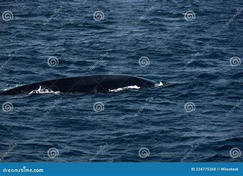 Blue Whale in the Indian Ocean Stock Photo - Image of fish, nature ...