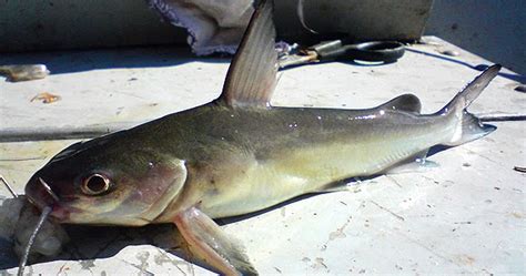 Amilton e Diego - Dicas De Pesca: Bagre do Mar / Sea Catfish (Bagre ...