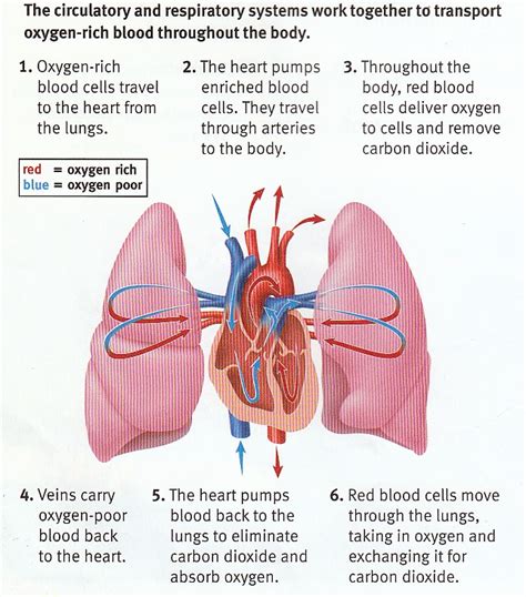 Sample 1: Heart and Lung Diagram - DIAGRAM Center