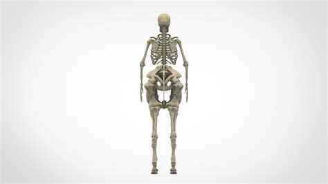 3D centaur skeleton - TurboSquid 1525995