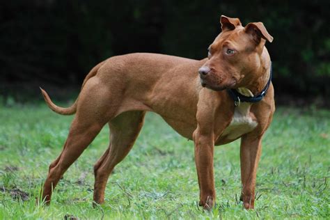 The American Pit Bull Terrier: A Guide for Owners - PetHelpful