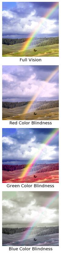 Why can't color blind people see any colors? | Science Questions with Surprising Answers