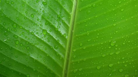 Green leaf, leaves, green, water HD wallpaper | Wallpaper Flare