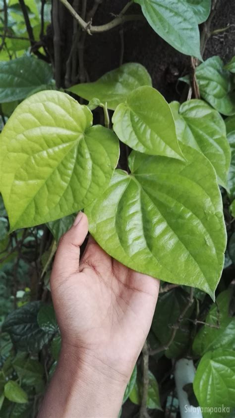 Health benefits of betel leaf | Benefits of Paan chewing - Swayampaaka - ಸ್ವಯಂ ಪಾಕ