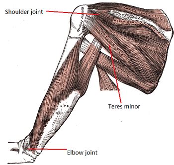 Teres Minor - The MrandMrsMuscle Blog