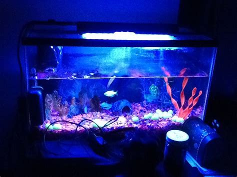 Glow fish tank | Glow fish, Fish tank, Glow