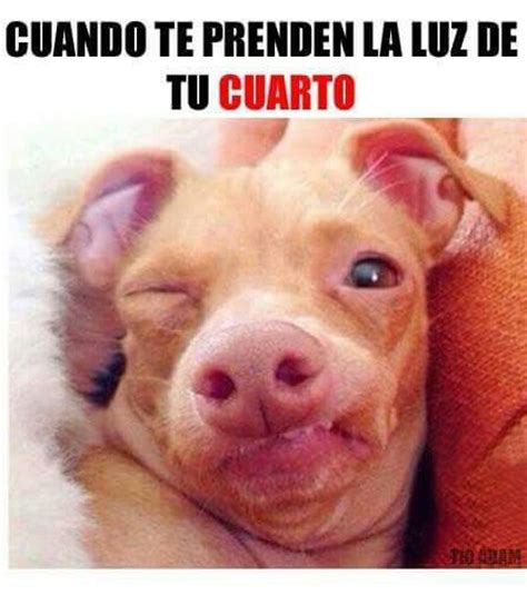 Los 10 memes de animales más tiernos y graciosos de la red | Humor