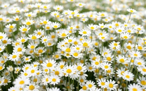 Field Of Daisies Wallpapers - Wallpaper Cave