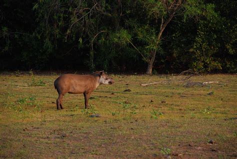 Tapir Conservation - LTCI