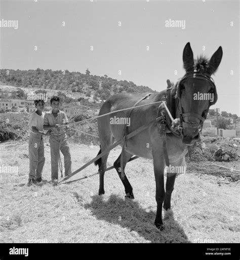 Threshing sledge hi-res stock photography and images - Alamy