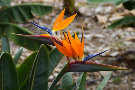 Bird of Paradise Flowers: Planting, Growing, and Caring for Bird of ...