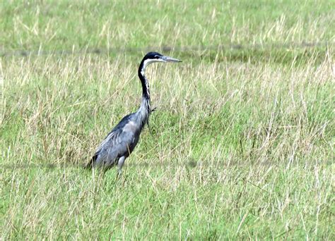 Ardeidae Herons - Adelaide Ornithologists' Club