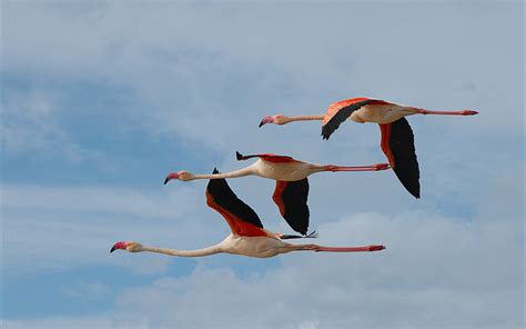 Download Flying Bird Animal Flamingo HD Wallpaper