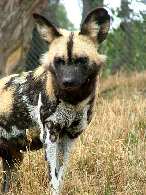 African wild dog | Africa's second most endangered large pre… | Flickr