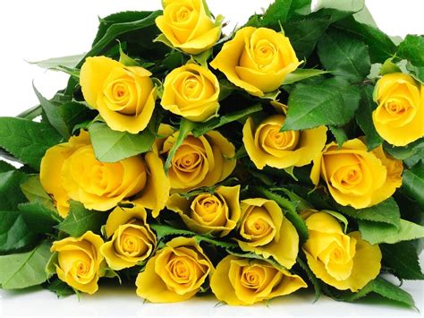 Yellow Rose Flower Wallpapers - Wallpaper Cave