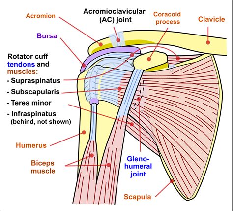 Shoulder Joint Anatomy Diagram