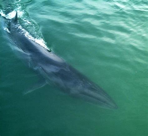 Sei Whale – "OCEAN TREASURES" Memorial Library